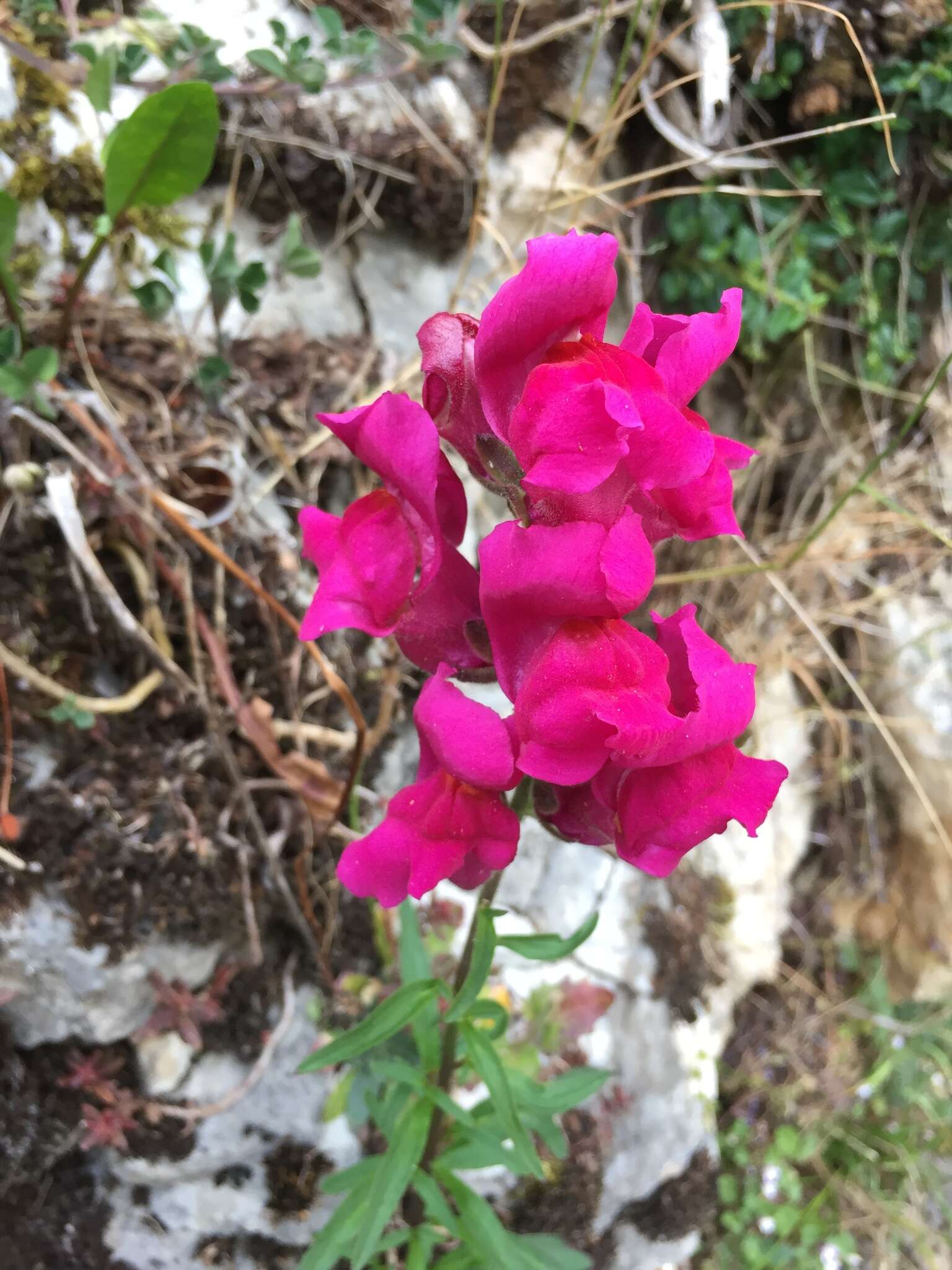 Image of garden snapdragon