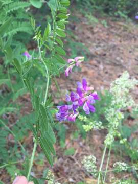 Plancia ëd Vicia cassubica L.