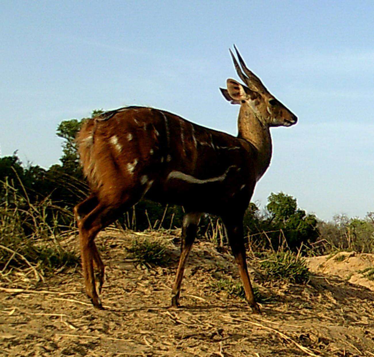 Image of Bushbuck