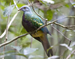 Image of Wompoo Fruit Dove