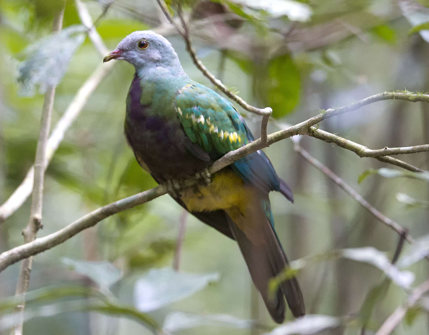 Image of Wompoo Fruit Dove
