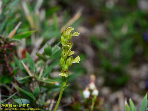 Image of Neottia morrisonicola (Hayata) Szlach.