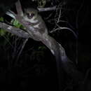 Image of Geoffroy's Dwarf Lemur