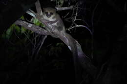 Image of Dwarf lemur