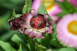 Image of bracted strawflower