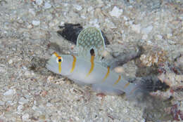 Image of Randall's prawn goby