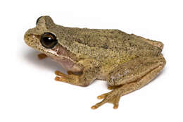 Image of Brown Tree Frog