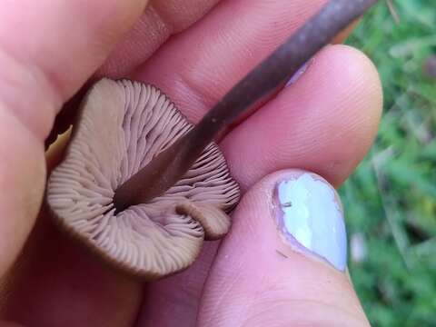 Image of Entoloma infula (Fr.) Noordel. 1980