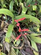 Billbergia iridifolia (Nees & Mart.) Lindl.的圖片