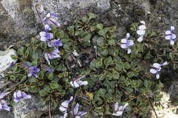 Image of Viola serpentinicola