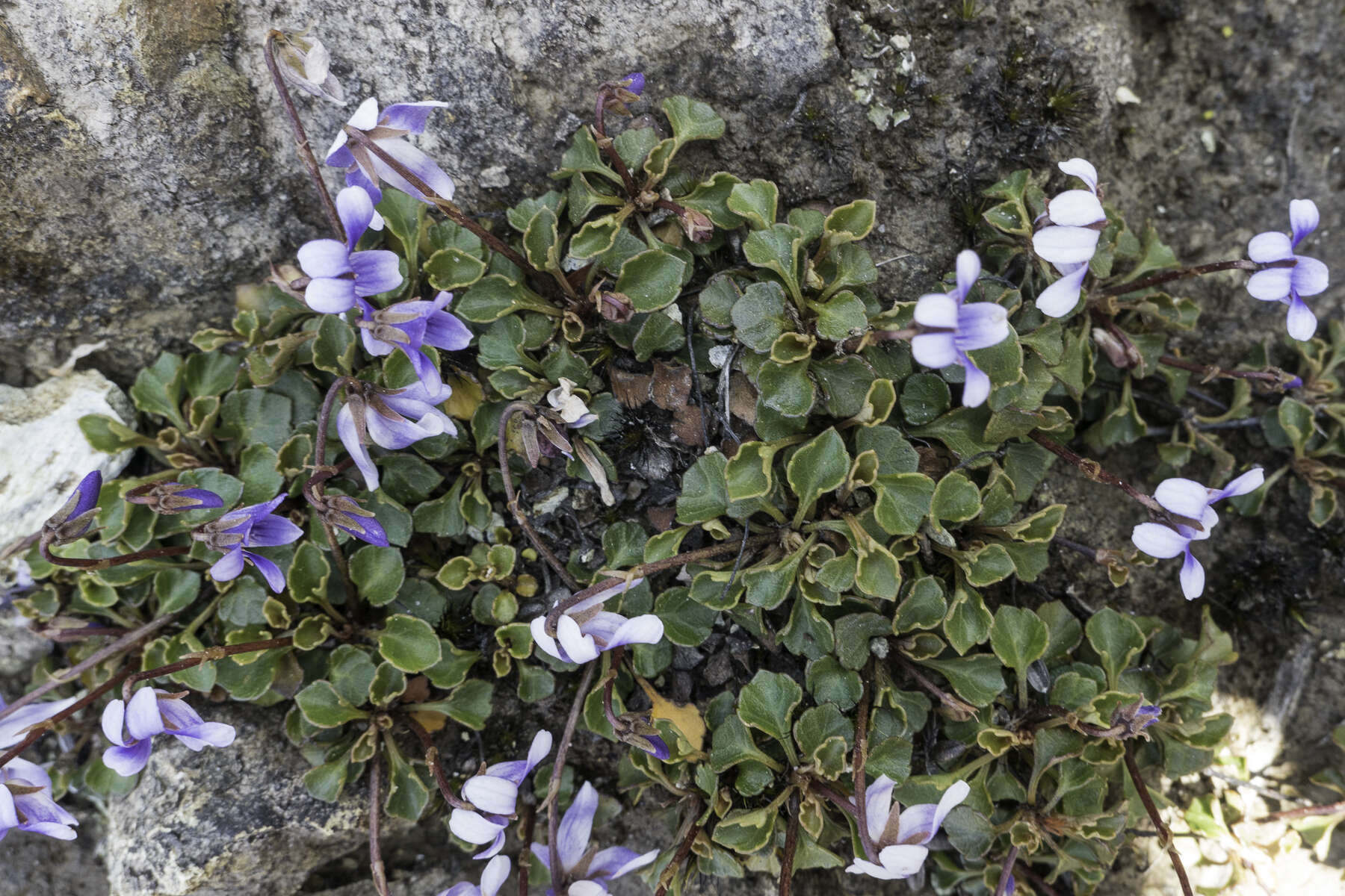 Image of Viola serpentinicola