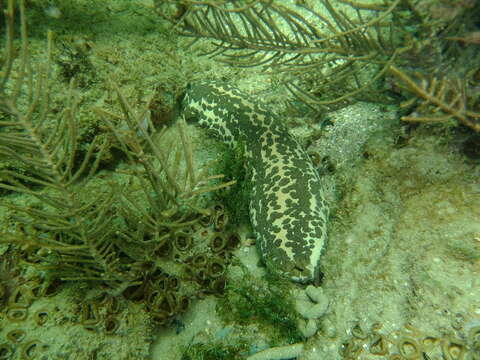 Image of Three-rowed Sea Cucumber