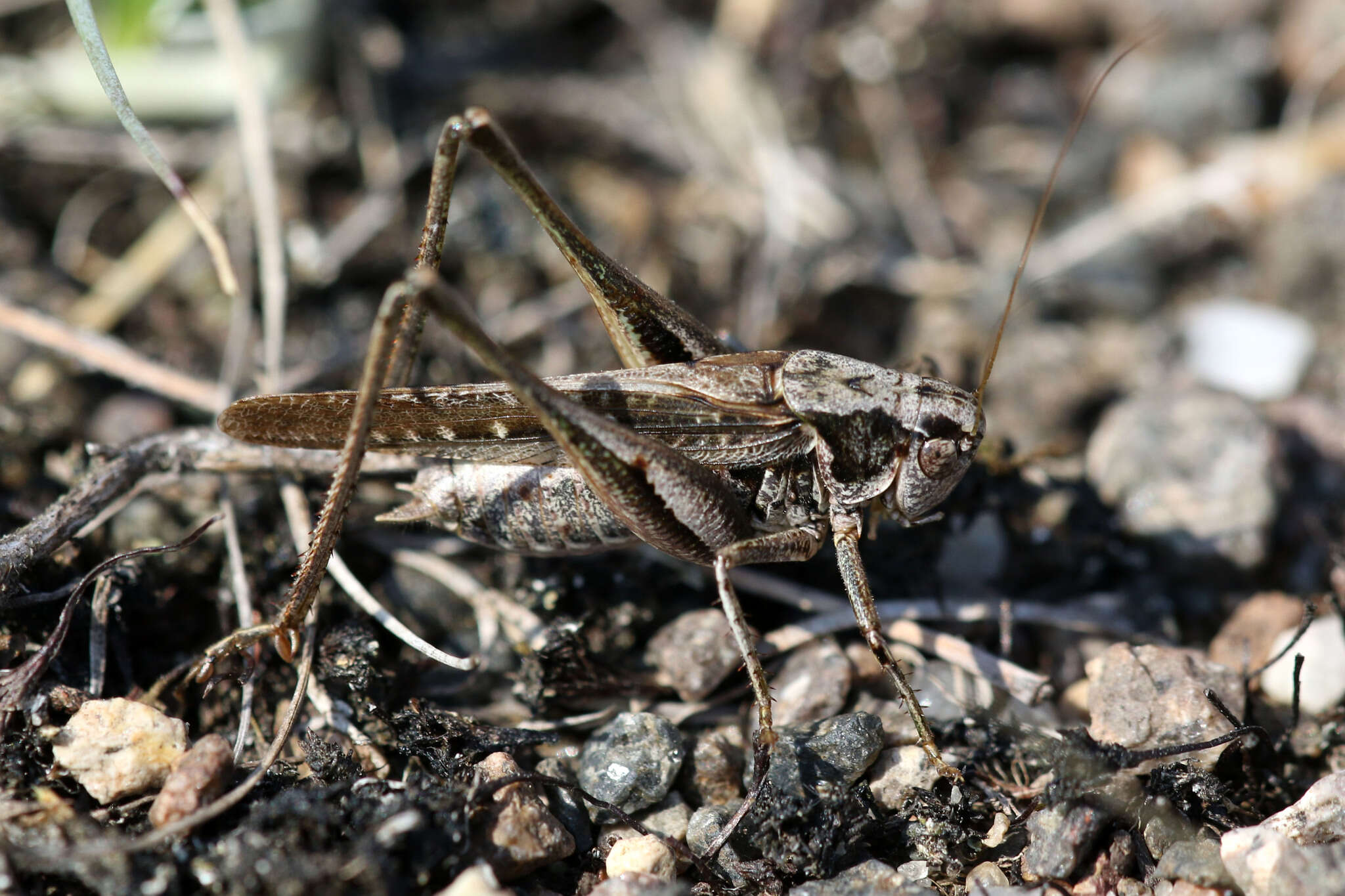 Plancia ëd Platycleis albopunctata (Goeze 1778)