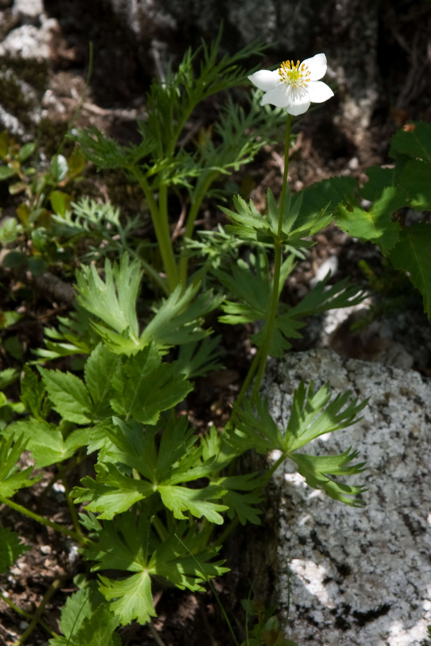 Imagem de Anemonastrum narcissiflorum subsp. narcissiflorum