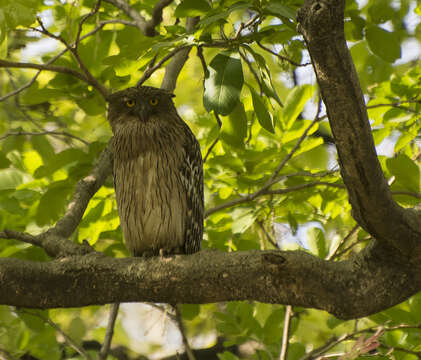 Image of Brown Fish Owl