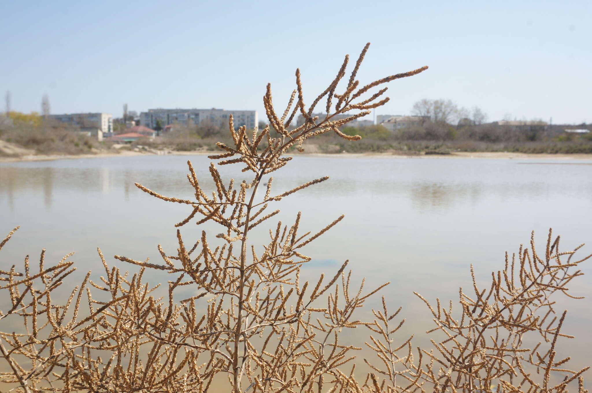 Image of Salicornia perennans Willd.