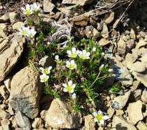 Sivun Cherleria marcescens (Fernald) A. J. Moore & Dillenb. kuva