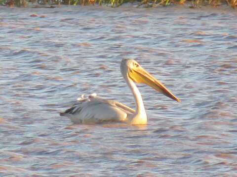 Image of Pink-backed Pelican