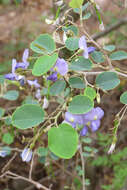 Image of Coursetia hypoleuca (Speg.) Lavin