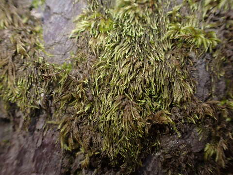 Image of pterigynandrum moss