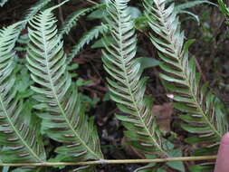 Image of Pteris incompleta Cav.