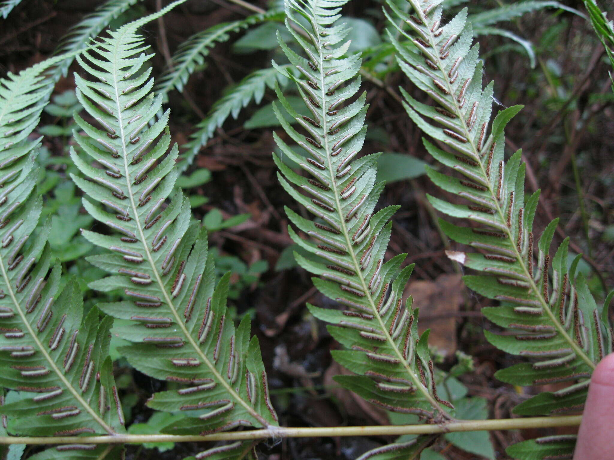 Image of Pteris incompleta Cav.