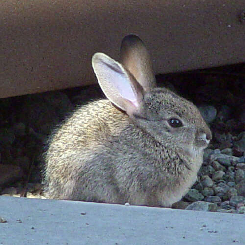 Image of Audubon's Cottontail