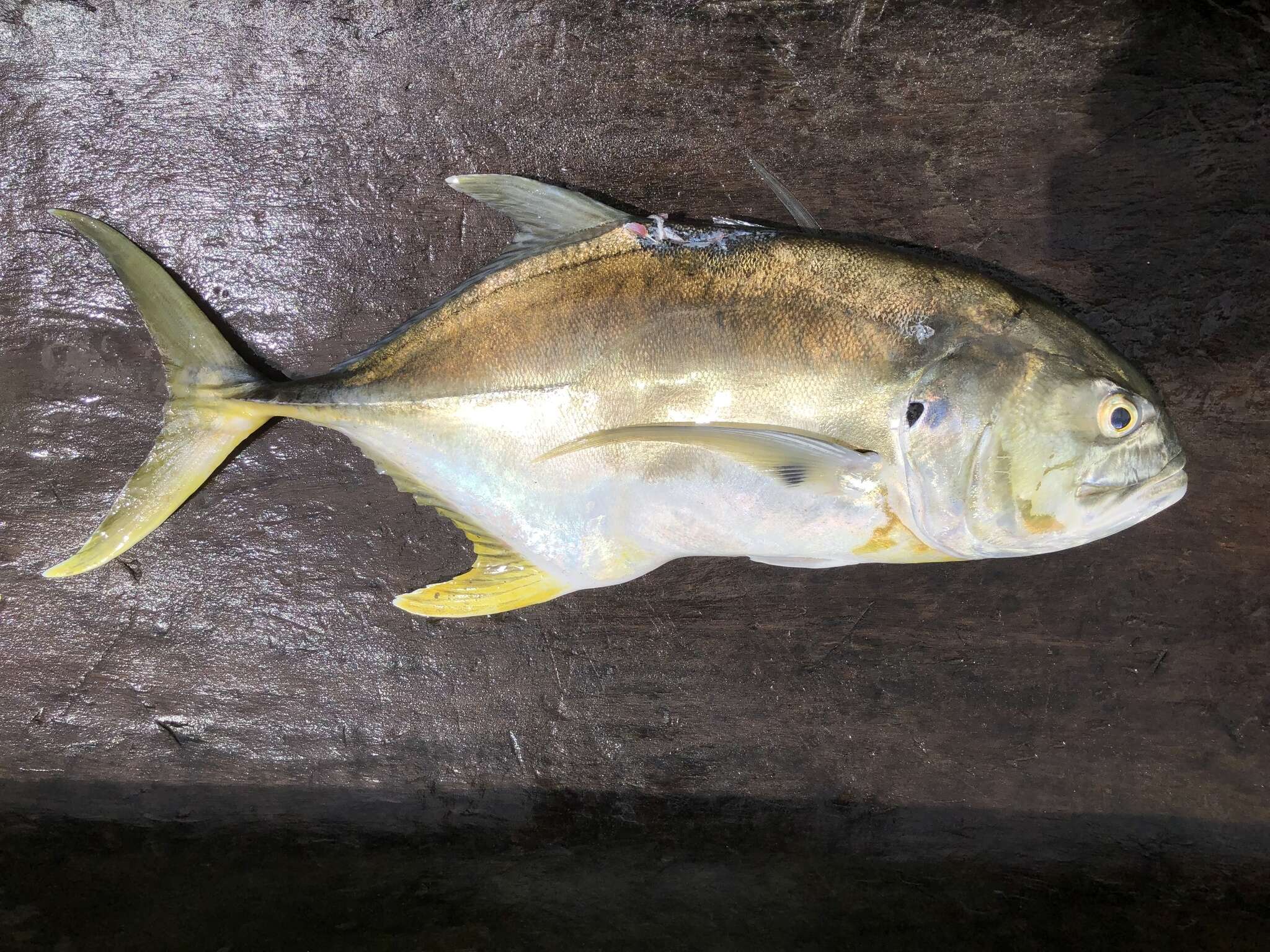 Image of Pacific Crevalle Jack