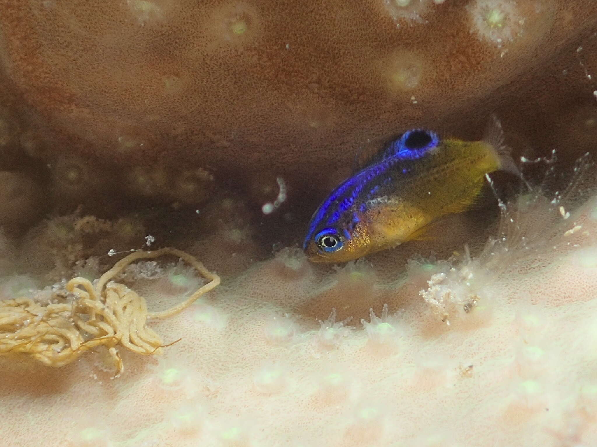 Image of Common scalyfin