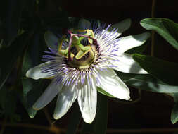 Image of Blue Passion Flower