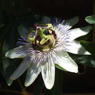 Image of Blue Passion Flower