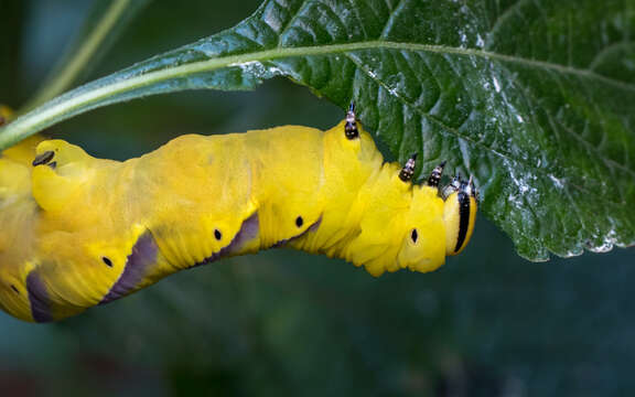 Image of Bee Robber