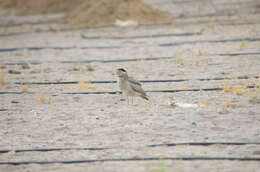 Image of Peruvian Thick-knee