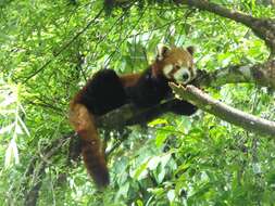 Image of red pandas