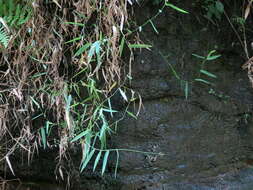 Imagem de Panicum andringitrense A. Camus