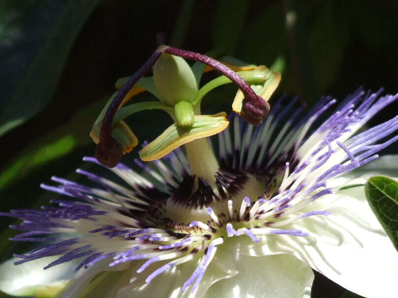 Image of Blue Passion Flower