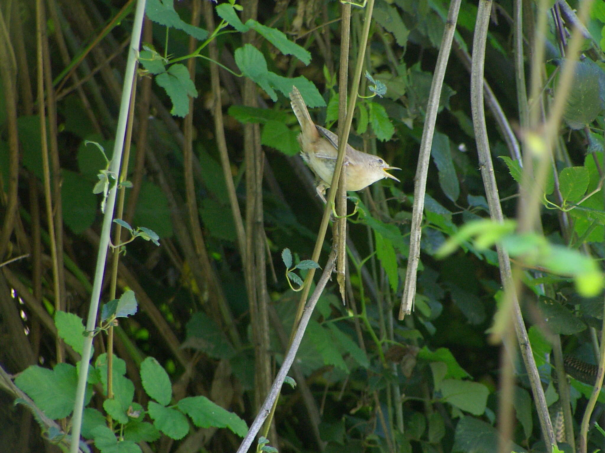 Image of Troglodytes aedon chilensis Lesson & R 1830