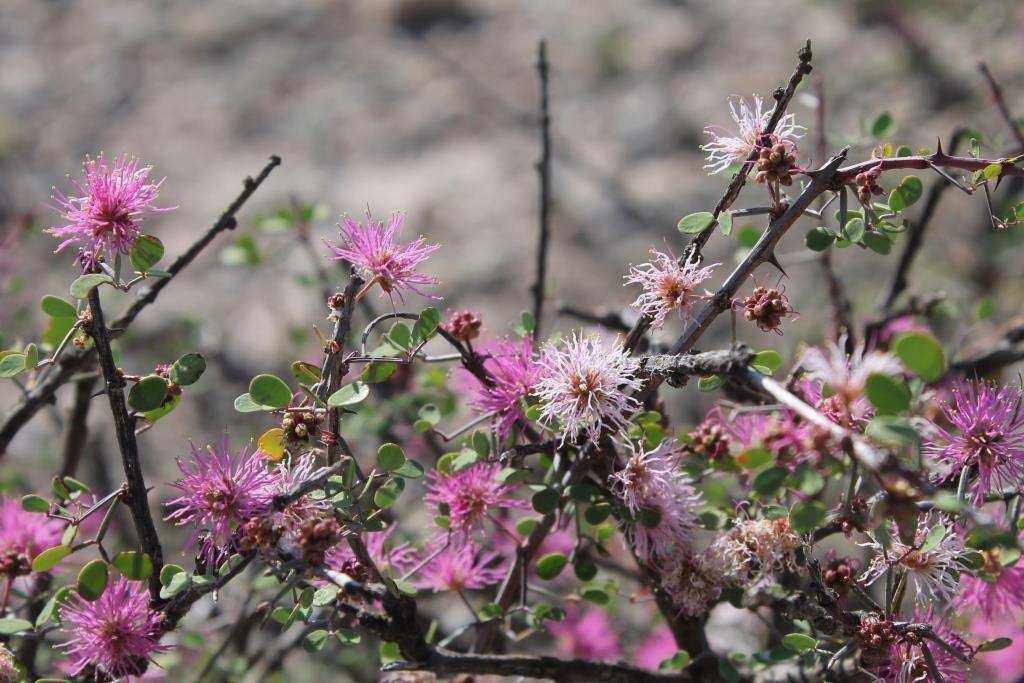 Image de Mimosa zygophylla A. Gray