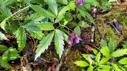 Image of Cardamine glanduligera O. Schwarz