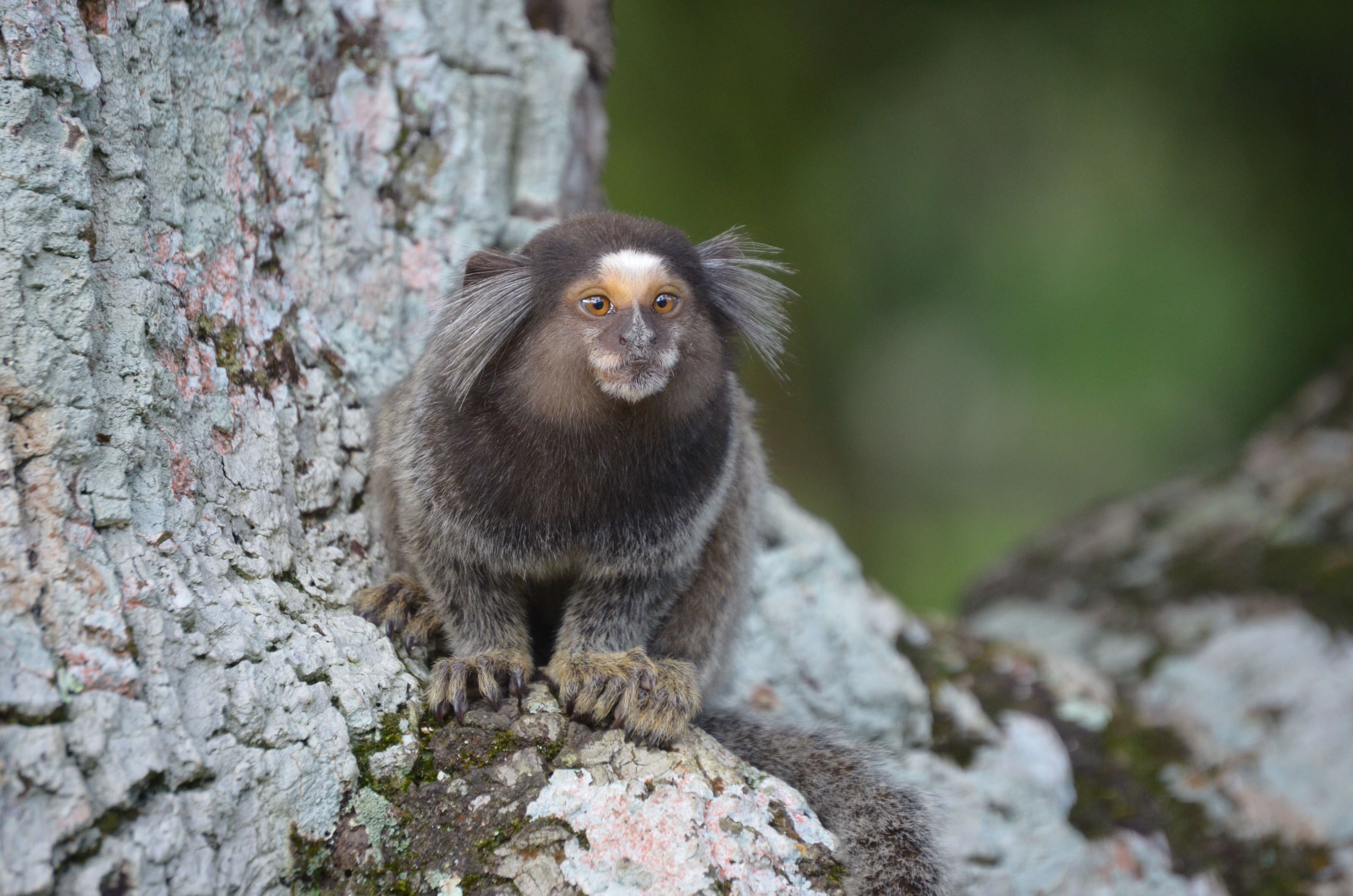 Image of Black-pencilled Marmoset