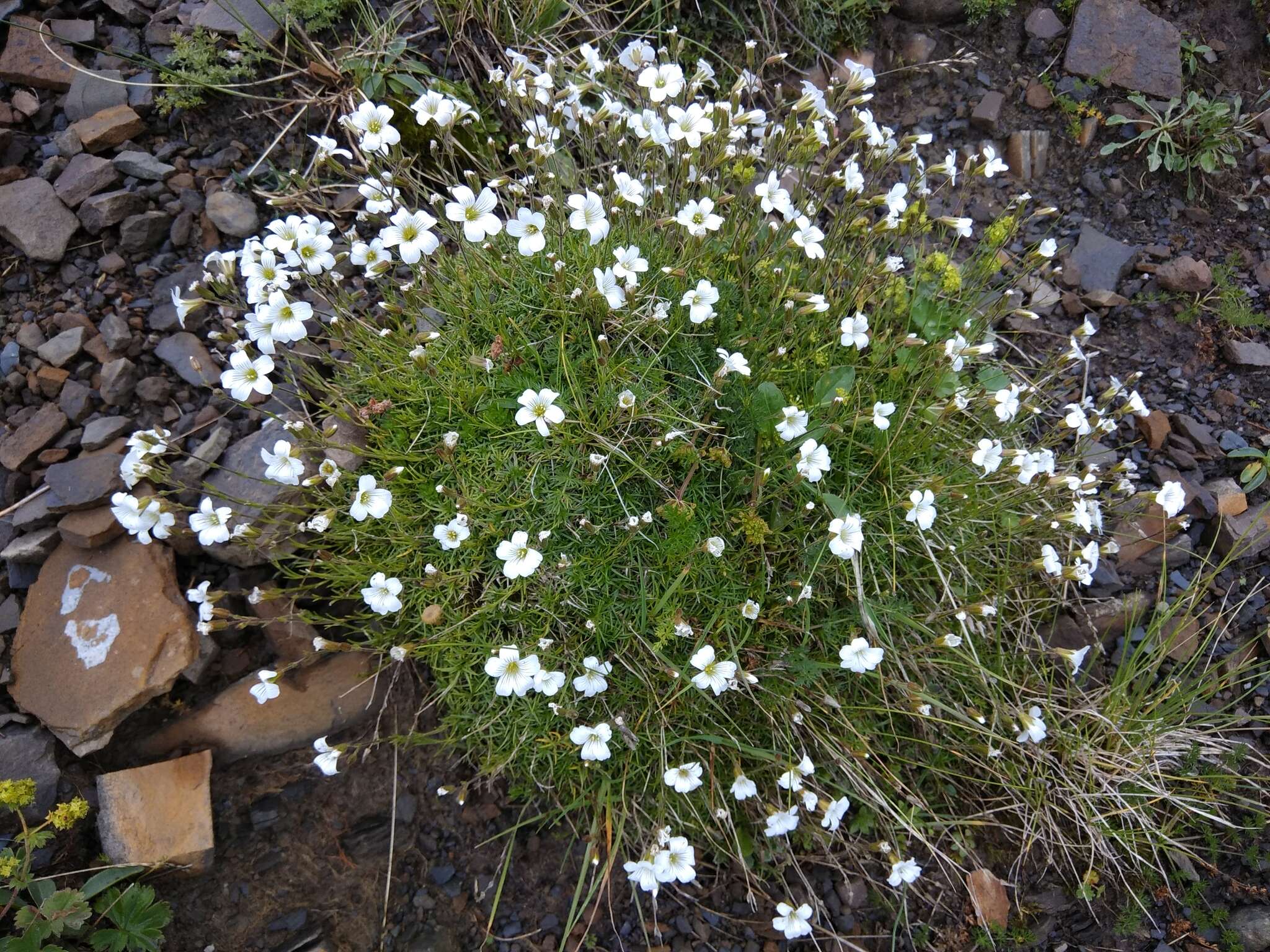 Слика од Pseudocherleria charadzeae (Lazkov) Dillenb. & Kadereit