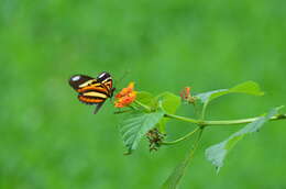 Image of Isabella’s Longwing