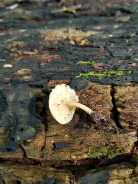 Image de Clitocybe americana H. E. Bigelow 1976