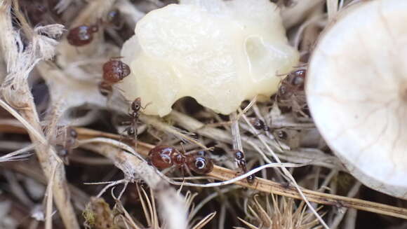 Image of Pheidole pallidula (Nylander 1849)