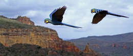 Image of Lear's Macaw