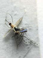 Image of Dengue fever mosquito