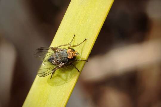 Слика од Pygophora apicalis Schiner 1868