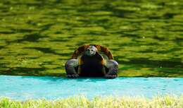 Image of Indian black turtle