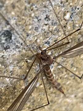 Image of Tipula (Yamatotipula) subeluta Johnson 1913