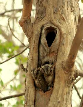 Image of Indian Scops Owl